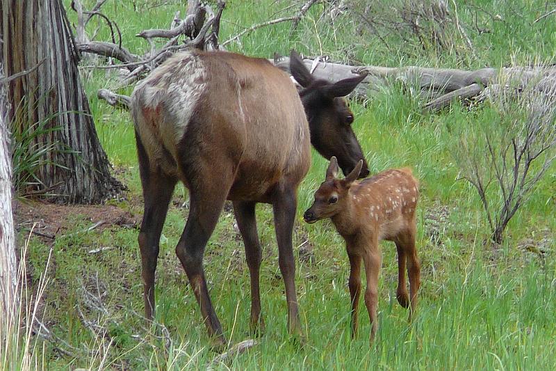 Elk and calf (1).jpg - This mother elk and her fawn are out in the "wild."